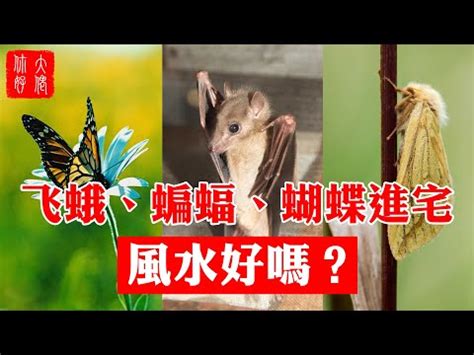 蛾飛來家裡|【家裡出現飛蛾代表什麼】家裡出現飛蛾代表什麼？到。